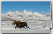 Moose On The Loose Box Set of 12 Cards with 