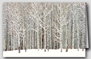 Winter Aspens Box Set of 12 Cards with 